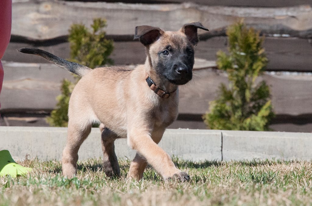 Working malinois puppies