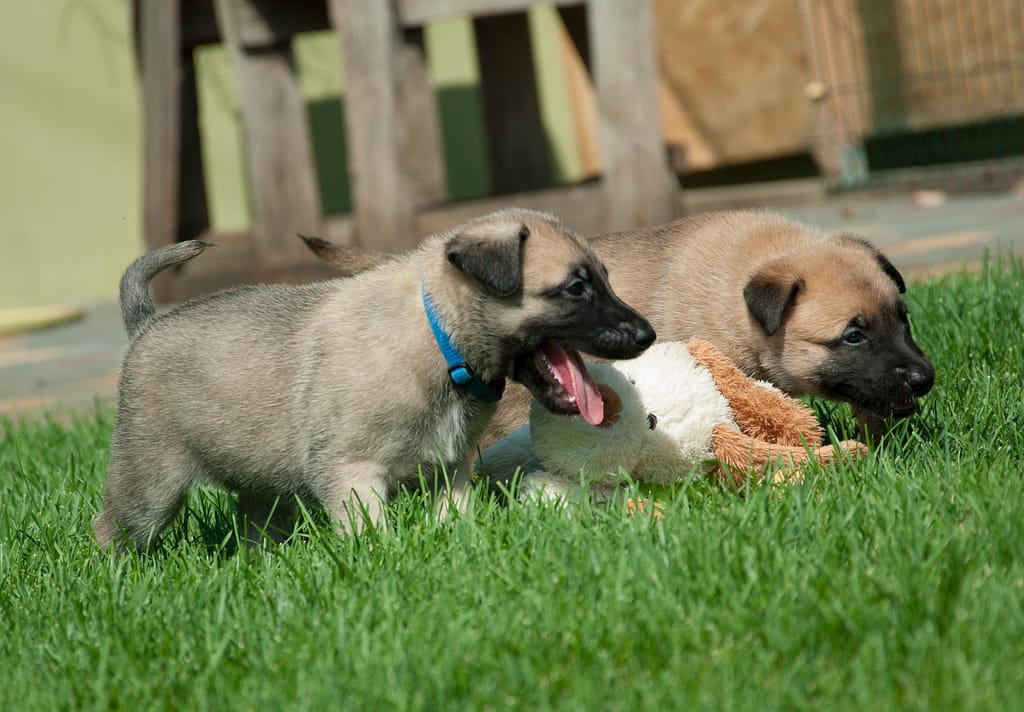 Щенки бельгийской овчарки Малинуа