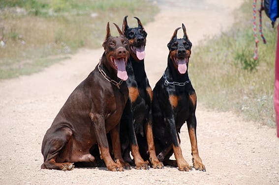 TR Gerett, Dolche Vita and Chelsea.