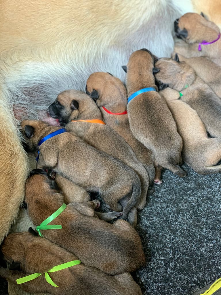 Malinois puppies